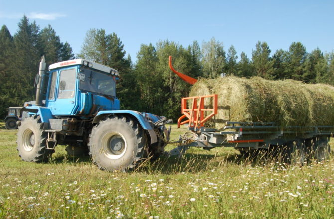 В крестьянско-фермерских хозяйствах Соликамска идут уборочные работы